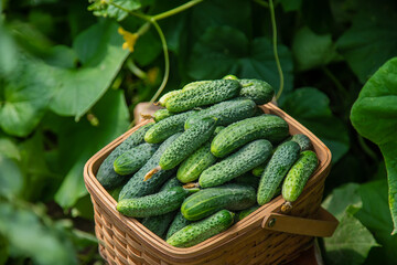 Harvest cucumbers in a basket. Selective focus.