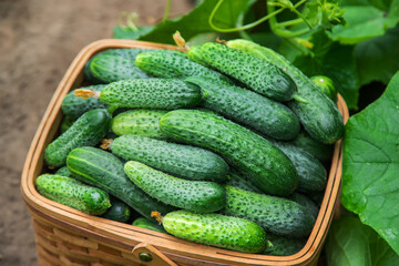 Harvest cucumbers in a basket. Selective focus.