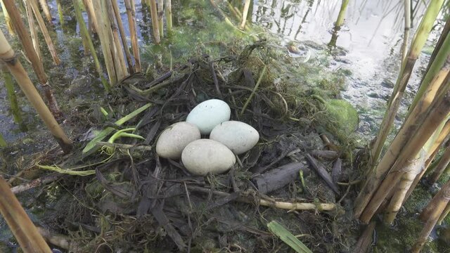 Bird's Nest Guide. Nidology. Slavonian grebe (Podiceps auritus) floating nest in reed beds of southern eutrophic lake with abundance of common reed (Phragmites australis) among gull colony