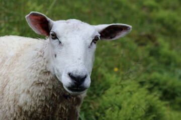 Obraz premium Schaf / Sheep / Ovis