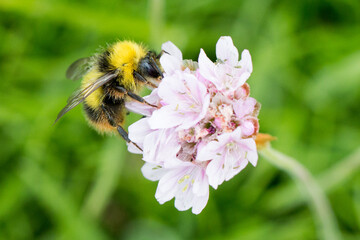 Bumblebee collecting pollen from a pink sea thrift (armeria-maritima) flower