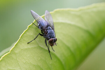 Close-up Macro of a common lesser house fly on a lemon tree leaf
