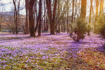 Springtime. Flowers of crocus (Crocus Vernus) in park on sunny spring day. Montenegro, Cetinje city