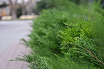 Green grass background. Green coniferous bushes in the park. Forest ecology. Wildlife, wild life. Earth Day. Conservation, ecology, environment concept 