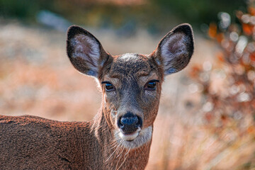 Deer in the woods on Long Island