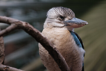 Kookaburra headshot with smooth bokeh