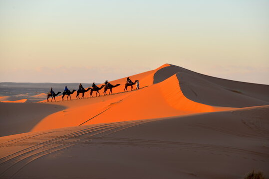Camel convoy in the Desert of Morocco.