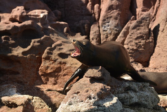 Sneezing Sealion.
