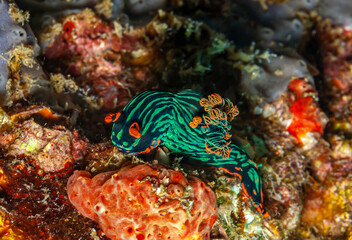 Nudibranch,njuːdɪbræŋk, on coral reef