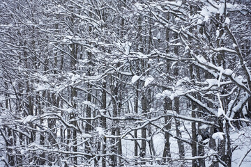 Forêt sous la neige