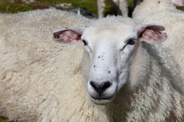 Schaf / Sheep / Ovis