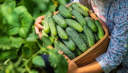 The child is harvesting cucumbers. Selective focus.