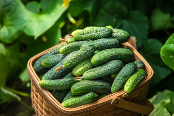 Harvest cucumbers in a basket. Selective focus.
