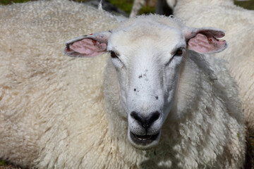 Schaf / Sheep / Ovis