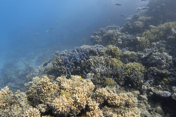 Coral reef in the deep blue sea. Underwater landscape