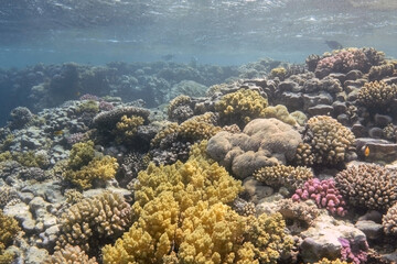 Naklejka na ściany i meble Massive coral reef with soft corals. Underwater landscape