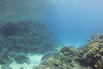 Naklejka na ściany i meble Coral reefs in the deep blue sea. Underwater landscape