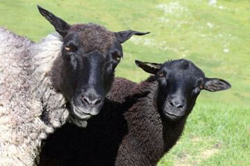 Fototapeta premium Schaf / Sheep / Ovis.