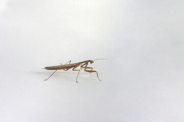 Obraz premium adult brown praying mantis in full growth close up on white background isolated