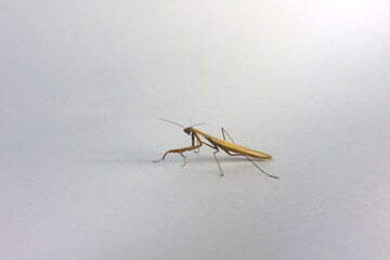 adult brown praying mantis in full growth close up on white background isolated