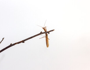 adult brown praying mantis in full growth close up on white background isolated