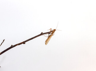 adult brown praying mantis in full growth close up on white background isolated