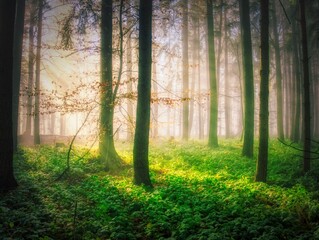 Foggy forest with sun rays, green plants,sunlight,sun rays. White Carpathians mountains,Czech republic. .