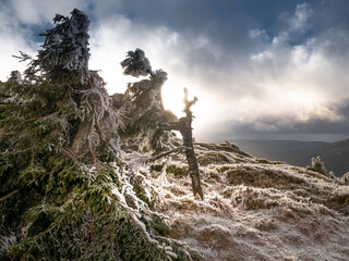 Harsh landscape on a mountain range of Jeseniky mountains with stunted trees covered with rime in...