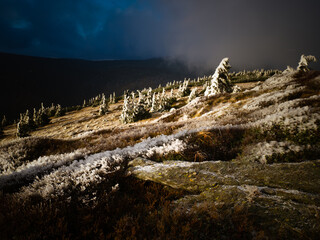 Harsh landscape on a mountain range of Jeseniky mountains with stunted trees covered with rime in...