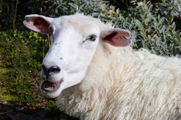 Schaf / Sheep / Ovis