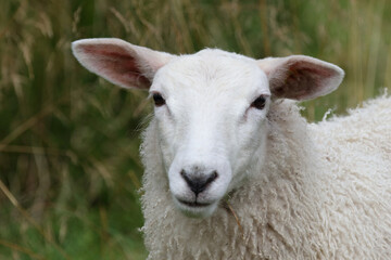 Fototapeta premium Schaf / Sheep / Ovis.