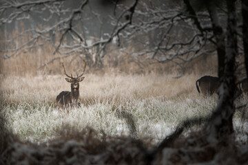 Daniel © dream Hunter 