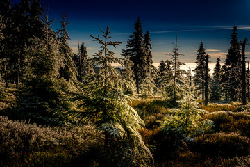 Scenic mountain landscape with trees covered with rime, sunlight, forest. Jeseniky.Czech republic. .