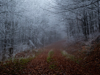 Mysterious foggy forest covered with rime in late autumn. Forest road covered with colourful leafs,fog,trees covered with rime, gloomy autumnal landscape. Jeseniky mountains, Eastern Europe, Moravia. 