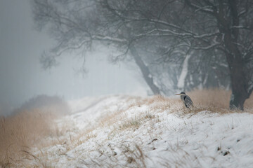 Czapla siwa © dream Hunter 