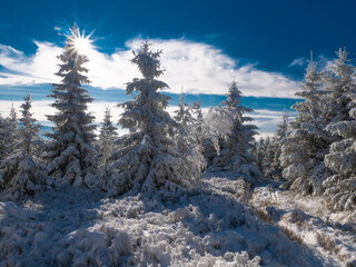 Fototapeta na wymiar Spruce trees covered with snow and rime, snow, blue sky,sunlight, sun, sun rays, sunny day. Jeseniky mountains,Czech republic. .