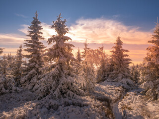 Spruce trees covered with snow and rime, snow, blue sky,sunlight, sunny day. Jeseniky mountains.Czech republic. .
