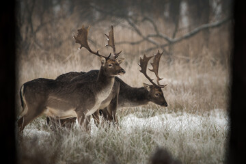 Daniel © dream Hunter 