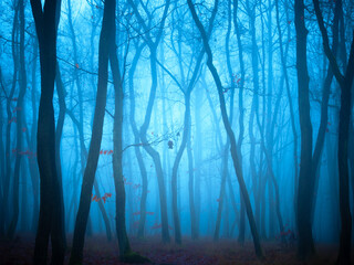Obraz premium Mysterious foggy forest, oak trees, foliage, leafs,fog,tree trunks, gloomy landscape. Eastern Europe. .