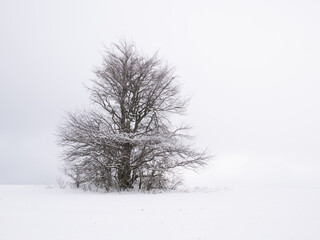 Fototapeta na wymiar Isolated solitary tree on white snowy and cloudy background surrounded by mysterious gloomy landscape. Winter snowy landscape, Vysocina region,Czech Republic,Europe. .