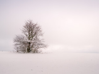 Isolated solitary tree surrounded by mysterious gloomy landscape. Winter snowy landscape, Vysocina region,Europe.  .
