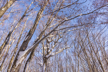 Fototapeta premium Towada in early winter