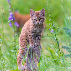 Three wild Bobcat Kittens with their mother playing in an overgrown urban backyard of a vacant house.  