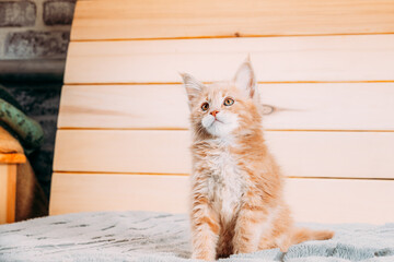 Funny Curious 10 Week Old Young Red Ginger Maine Coon Kitten Cat Sitting At Home Sofa. Coon Cat,...