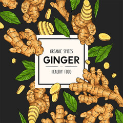 Vector hand drawn background with ginger. Natural botanical lineart illustration.