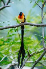 close up photo of colorful bird in the tree