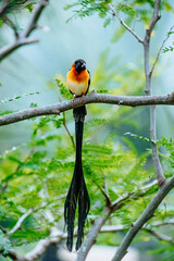 close up photo of colorful bird in the tree