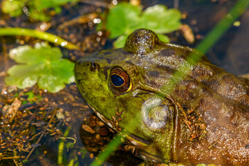 american bullfrog (Lithobates catesbeianus), in marsh