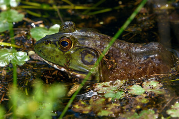 American bullfrog (Lithobates catesbeianus), in marsh