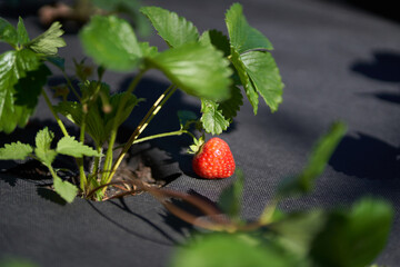 Close-up of the strawberry bed should be covered with a black cloth. Modern methods of growing strawberries. High quality photo